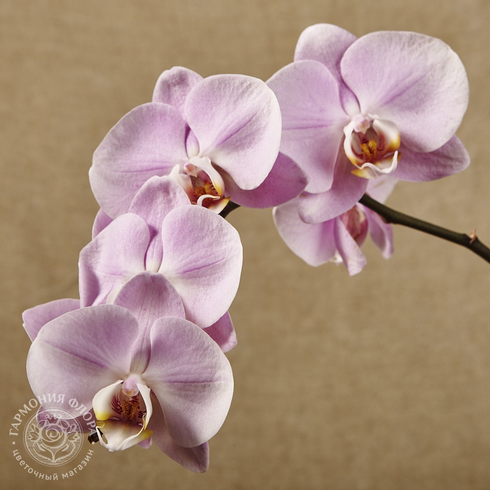 Розовые орхидеи: сорта и фото на белом фоне